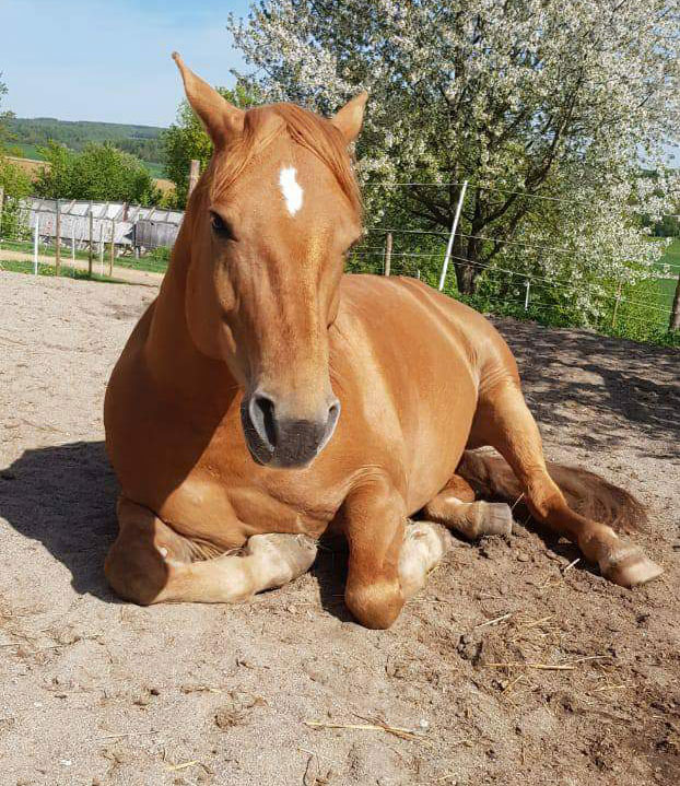 Pferd